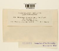 Phragmidium rosae-californicae image