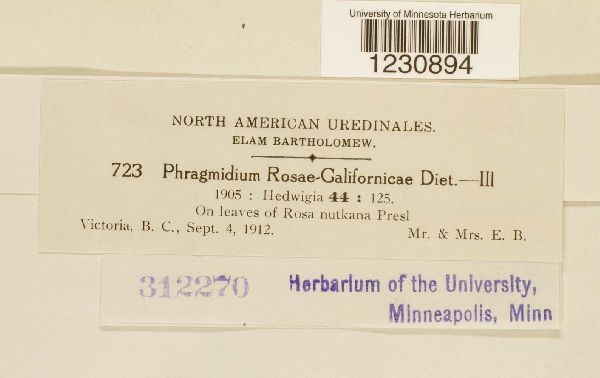 Phragmidium rosae-californicae image