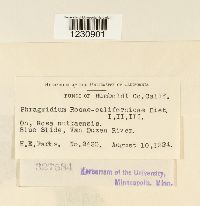 Phragmidium rosae-californicae image
