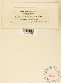 Phragmidium speciosum image