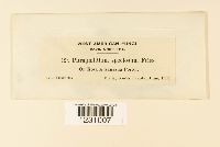 Phragmidium speciosum image