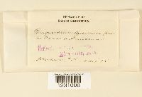 Phragmidium speciosum image