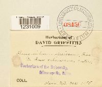 Phragmidium speciosum image