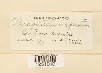 Phragmidium speciosum image