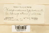 Phragmidium speciosum image