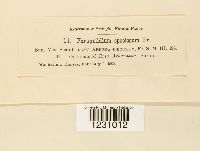 Phragmidium speciosum image