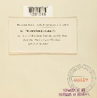 Phragmidium speciosum image