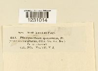 Phragmidium speciosum image