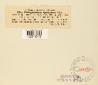 Phragmidium speciosum image