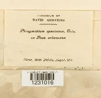 Phragmidium speciosum image