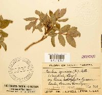 Phragmidium speciosum image