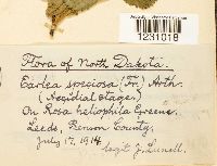 Phragmidium speciosum image