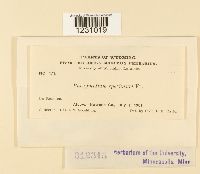 Phragmidium speciosum image