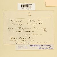 Phragmidium speciosum image