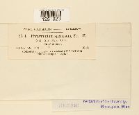 Phragmidium speciosum image