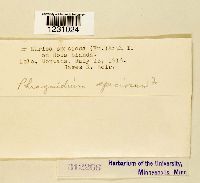 Phragmidium speciosum image