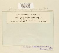 Phragmidium speciosum image