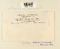 Phragmidium speciosum image