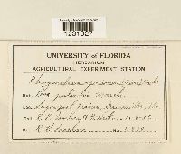 Phragmidium speciosum image