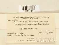 Phragmidium speciosum image