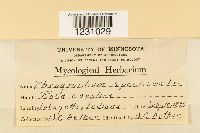 Phragmidium speciosum image