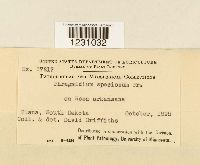 Phragmidium speciosum image