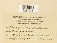 Phragmidium speciosum image