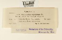 Phragmidium speciosum image