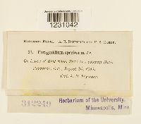 Phragmidium speciosum image