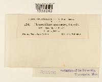 Phragmidium speciosum image