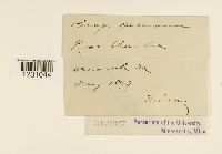 Phragmidium speciosum image