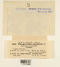 Phragmidium speciosum image