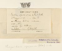 Phragmidium speciosum image