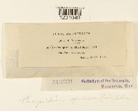 Phragmidium speciosum image