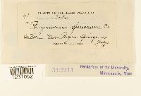 Phragmidium speciosum image