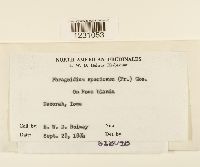 Phragmidium speciosum image