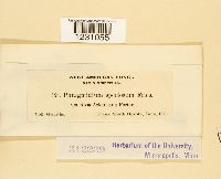 Phragmidium speciosum image