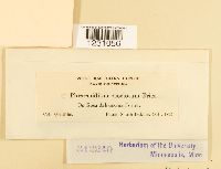 Phragmidium speciosum image