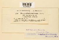 Phragmidium speciosum image