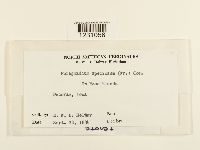 Phragmidium speciosum image