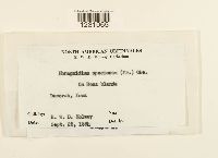 Phragmidium speciosum image