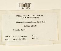 Phragmidium speciosum image