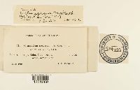 Phragmidium speciosum image