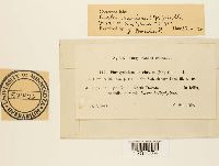 Phragmidium speciosum image