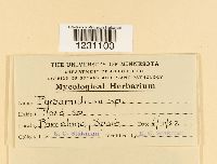 Image Associated With the Occurrence