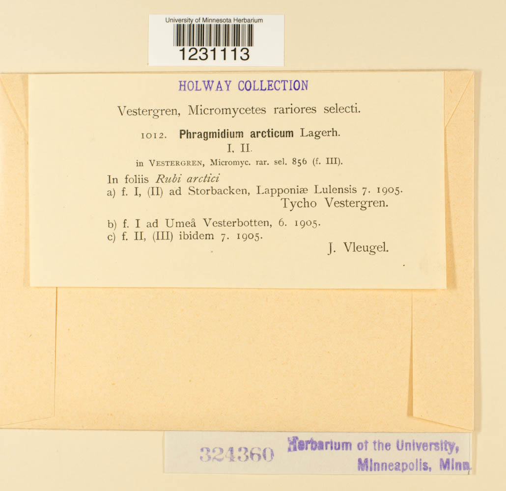 Phragmidium arcticum image