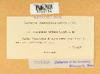 Phragmidium arcticum image