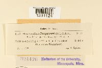 thumbnail image of current specimen