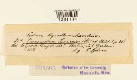 Thumbnail image of current specimen