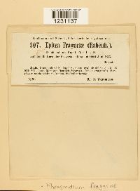 thumbnail image of current specimen